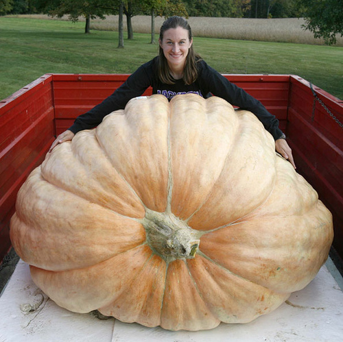 http://fernandod.com.br/images/textos/ABOBORA GIGANTE.jpg