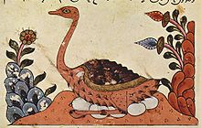 http://fernandod.com.br/images/textos/AVESTRUZ ARABE 11.jpg