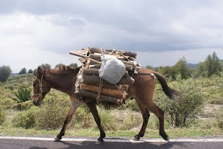 http://fernandod.com.br/images/textos/BURRO.jpg