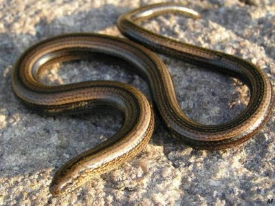 http://fernandod.com.br/images/textos/COBRA DE VIDRO 2.jpg