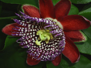 http://fernandod.com.br/images/textos/FLOR DO MARACUJA 2.jpg