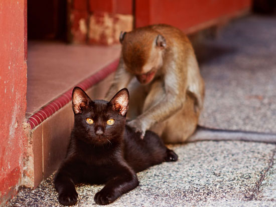 http://fernandod.com.br/images/textos/GATO E O MACACO.jpg