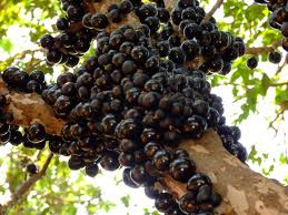 http://fernandod.com.br/images/textos/JABUTICABA 1.jpg