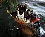 http://fernandod.com.br/images/textos/JACARE CACANDO PIRANHA.jpg