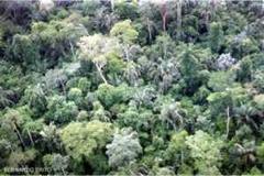 http://fernandod.com.br/images/textos/PARQUE NACIONAL DA AMAZONIA 1.jpg